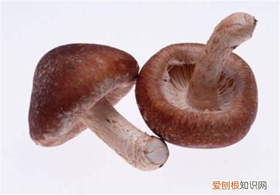 蘑菇有哪些营养价值食用蘑菇要注意什么