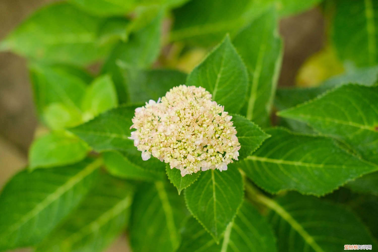 绣球花怎样水培生根发芽快 绣球花怎样水培生根