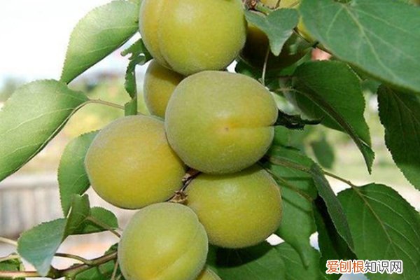 桃树嫁接到杏树上结的果子是什么样的? 秋天给树“嫁个接”，长出的杏有桃味儿！但也要注意…