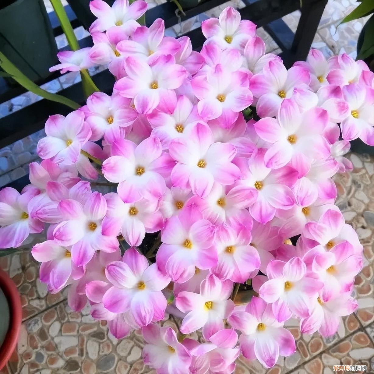 常年开花的阳台盆栽植物图片，养花新手“入门之作”，开花美极了，经常开花，阳台“大放光彩”