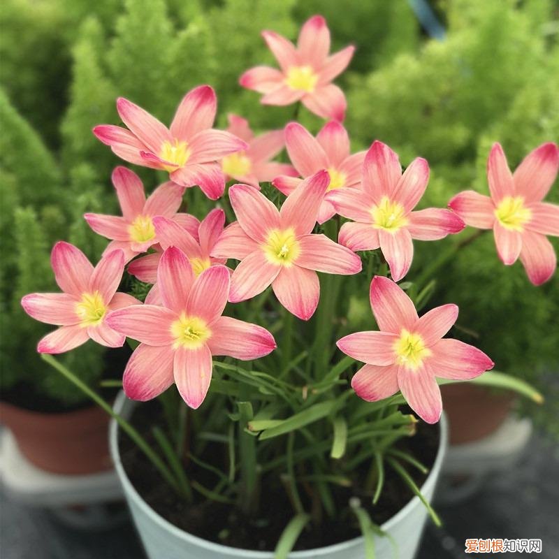 常年开花的阳台盆栽植物图片，养花新手“入门之作”，开花美极了，经常开花，阳台“大放光彩”