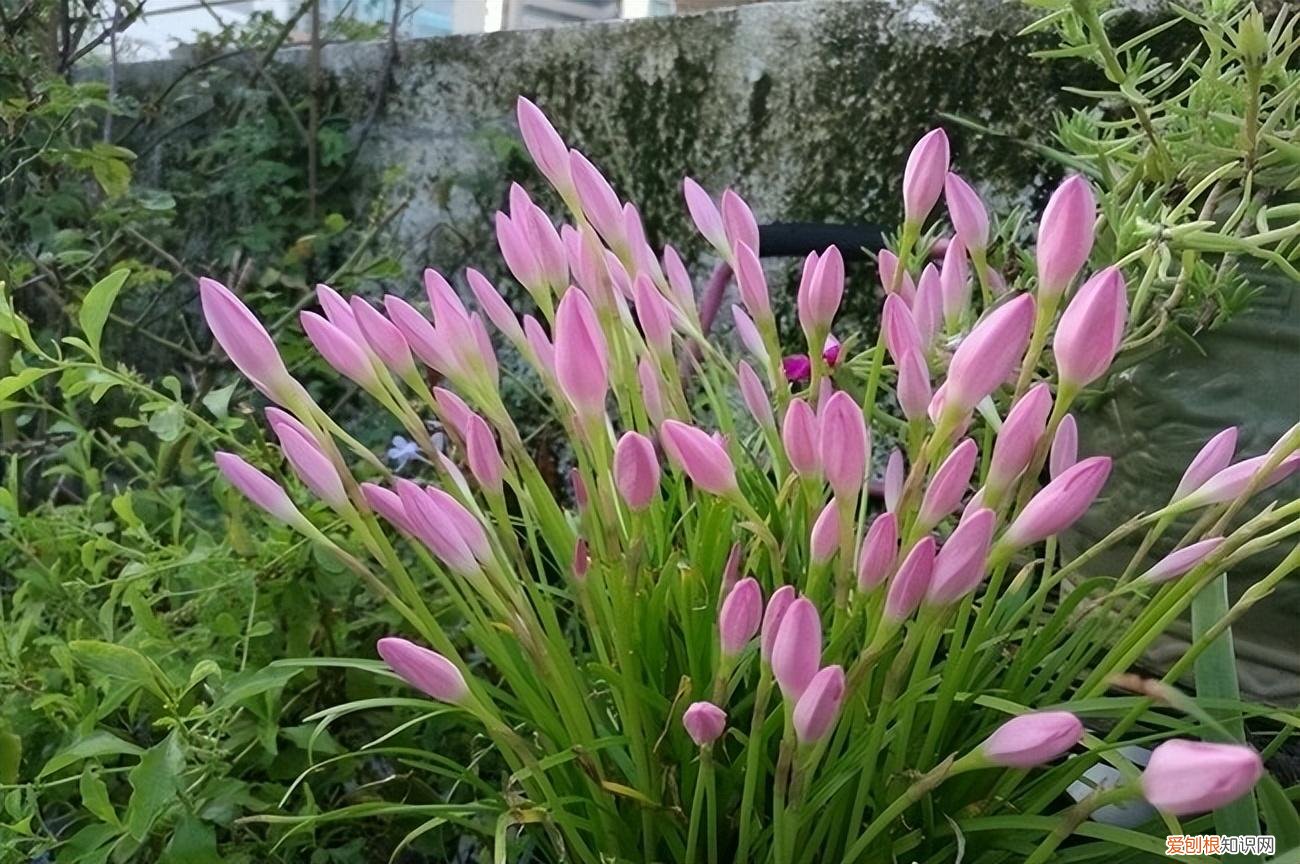 常年开花的阳台盆栽植物图片，养花新手“入门之作”，开花美极了，经常开花，阳台“大放光彩”