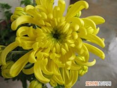 黄菊花的功效与作用黄菊花和白菊花哪个更好