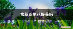 鸢尾花用什么盆 盆栽鸢尾花好养吗，怎么养护