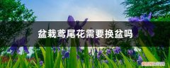 鸢尾花移栽后能浇水吗 盆栽鸢尾花需要换盆吗，怎么换盆