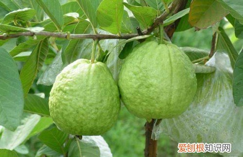 芭乐图片欣赏 芭乐吃法和功效