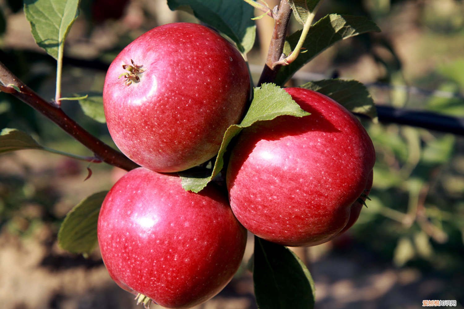 苹果种子怎么种视频 苹果种子怎么种