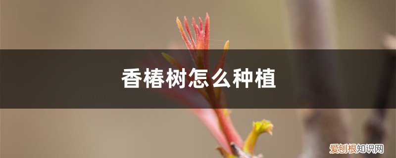 香椿树怎么种植最好 香椿树怎么种植