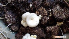 蘑菇怎么种植方法视频教程 蘑菇怎么种植