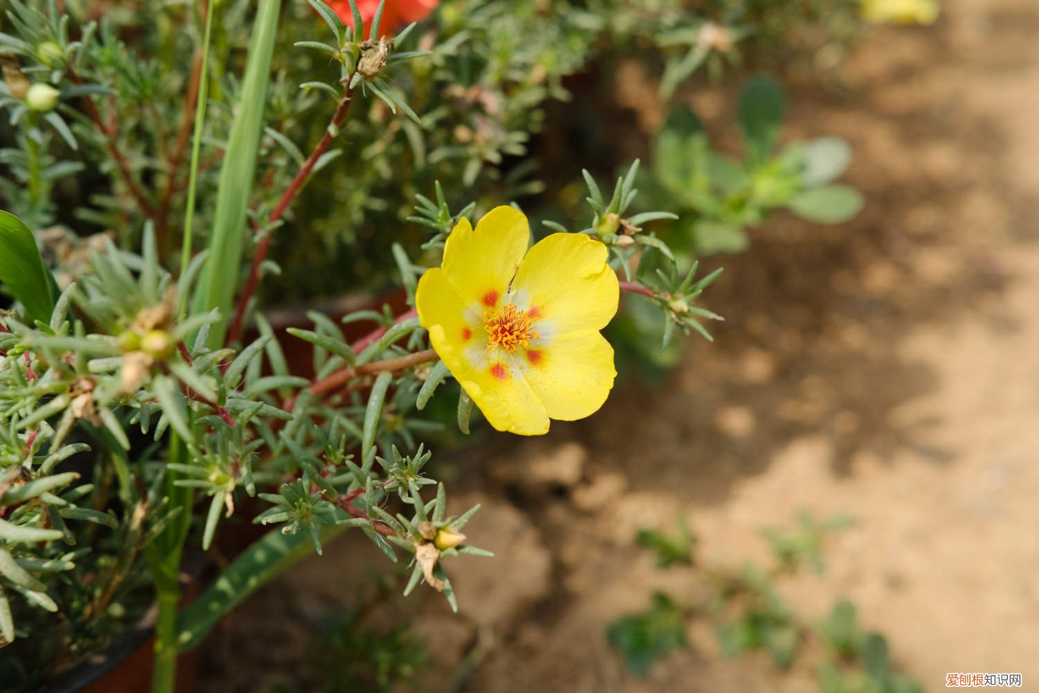 太阳花怎么种植和养护 太阳花怎么种