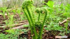 刺老芽怎么养殖 刺老芽怎么种植