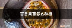 百香果苗种植后怎么管理 百香果苗怎么种植