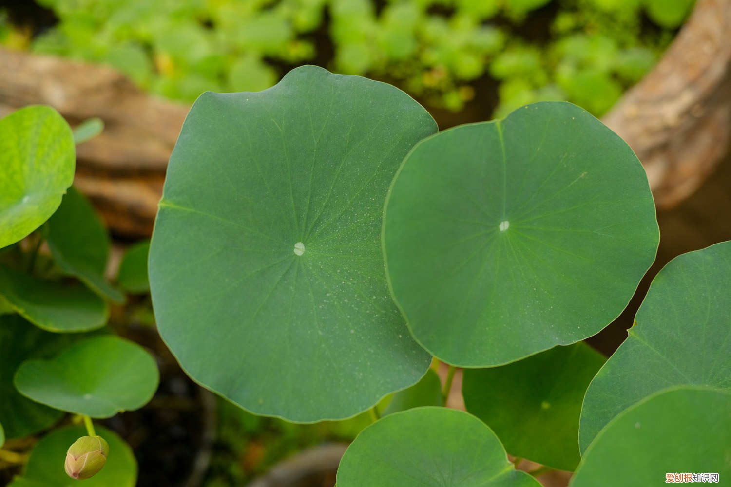 莲子怎么种植怎么破皮 莲子怎么种植