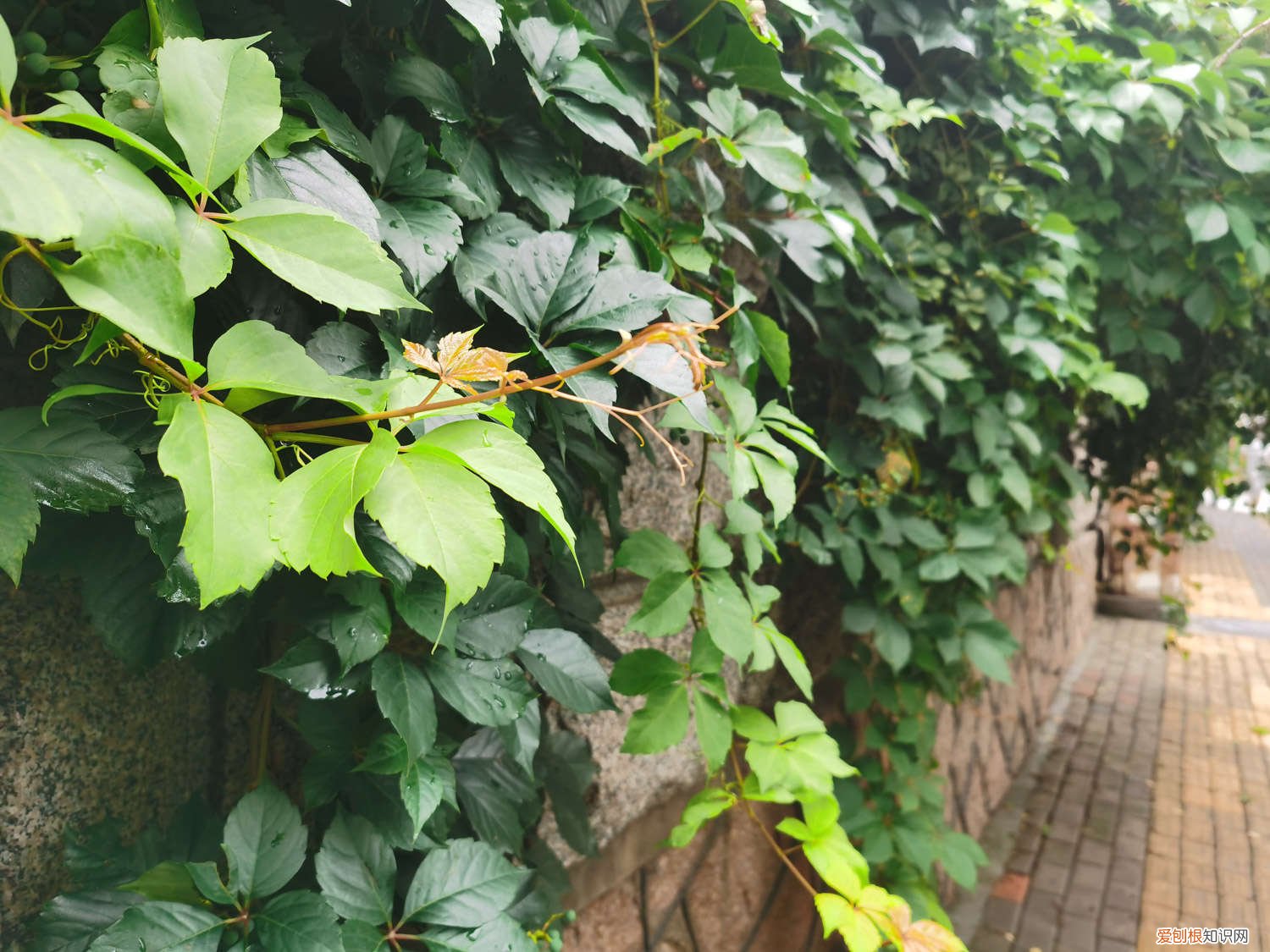 爬山虎怎么种植长得快 爬山虎怎么种植