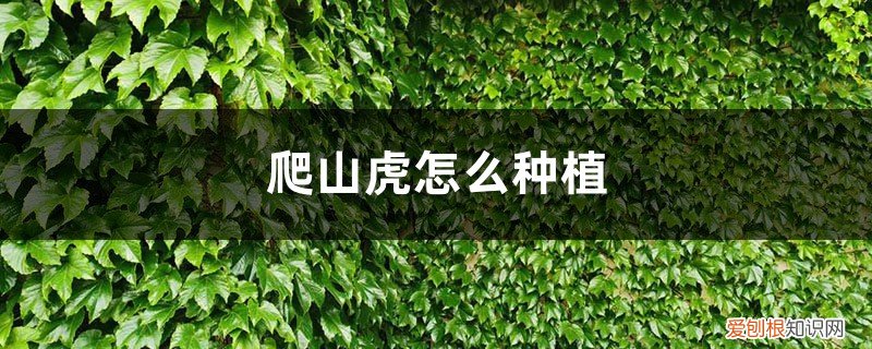 爬山虎怎么种植长得快 爬山虎怎么种植