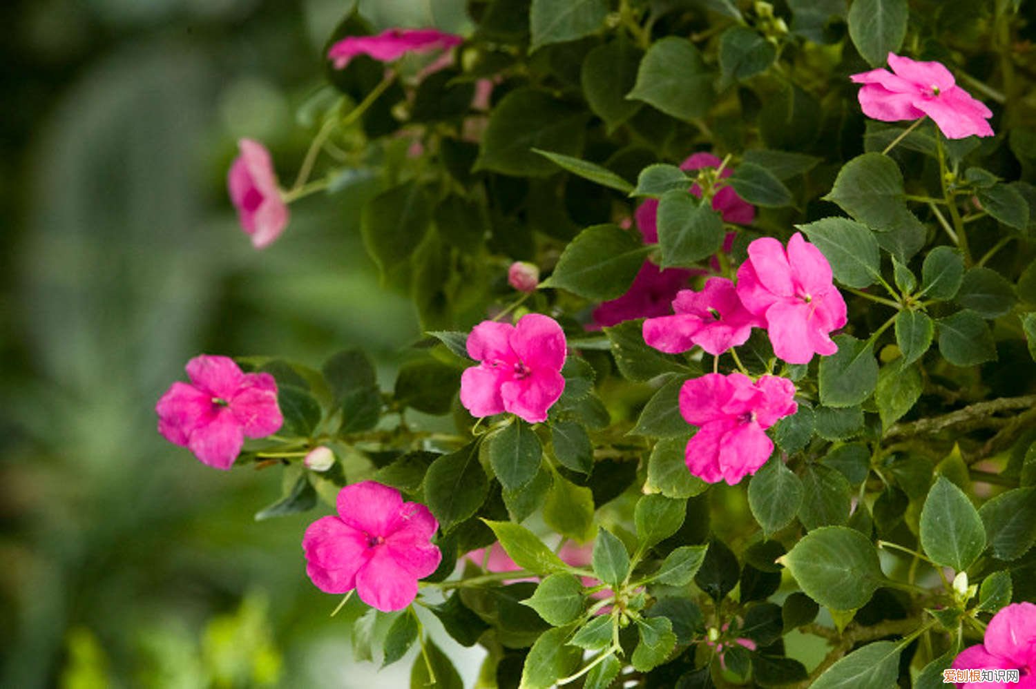 凤仙花是什么年生草本植物 凤仙花是什么季节开的,是草本植物还是木本植物