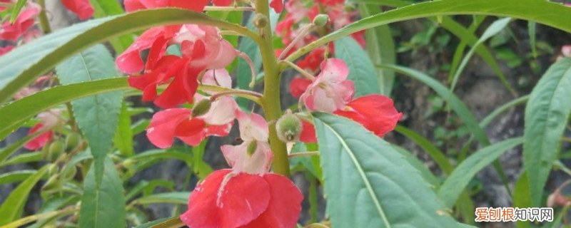 凤仙花是什么年生草本植物 凤仙花是什么季节开的,是草本植物还是木本植物