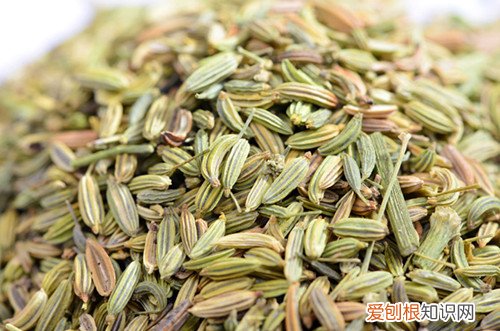 小茴香作用有哪些 孜然和茴香是一样的吗