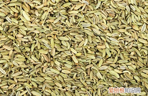 小茴香作用有哪些 孜然和茴香是一样的吗