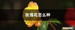 玫瑰花怎么种植方法 插枝 玫瑰花怎么种