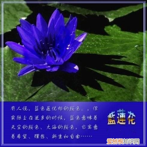 蓝莲花图片赏析 蓝莲花代表了什么寓意