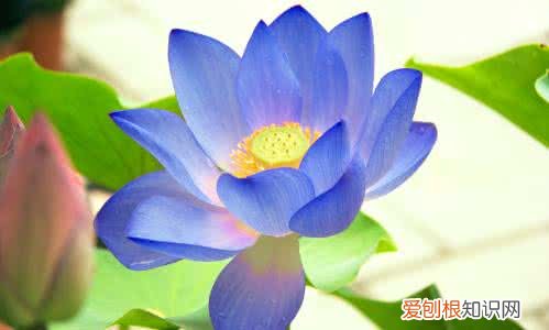 蓝莲花图片赏析 蓝莲花代表了什么寓意