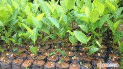 菠萝蜜核盆栽方法 菠萝蜜的核怎么种盆栽