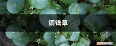 小铜钱草长出叶子就打蔫 “铜钱草”叶子打了蔫儿，不妨往水里加点“料”，长得茂密还旺财