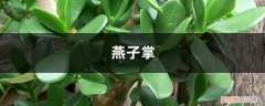 燕子掌适合什么花盆 燕子掌绿油油超耐看，学会这样养，开花爆盆能更“快”！