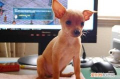 养小鹿犬有什么禁忌 养小鹿犬的禁忌