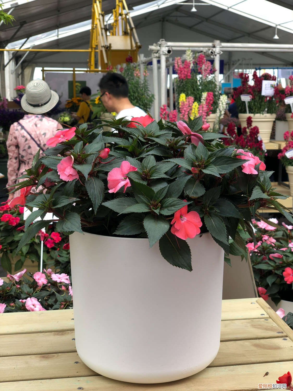 盆栽凤仙花冬天怎么养,冬天可以成活吗图片 盆栽凤仙花冬天怎么养，冬天可以成活吗