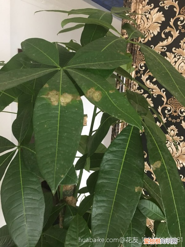 养花的英文短语,新手养花易犯错,5个方面要记牢,养好花其实也简单