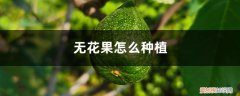 无花果怎么种植方法 无花果怎么种植