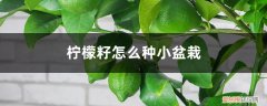 柠檬籽怎么种小盆栽长大了能结果吗? 柠檬籽怎么种小盆栽