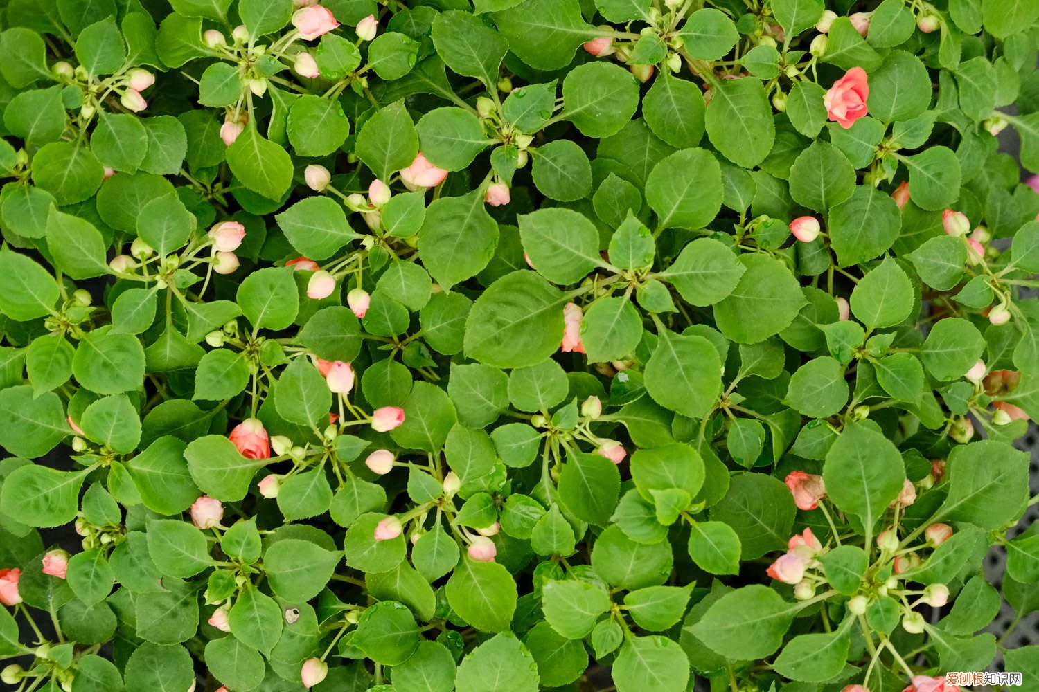 凤仙花施什么肥好 凤仙花用什么肥料,用什么土最好