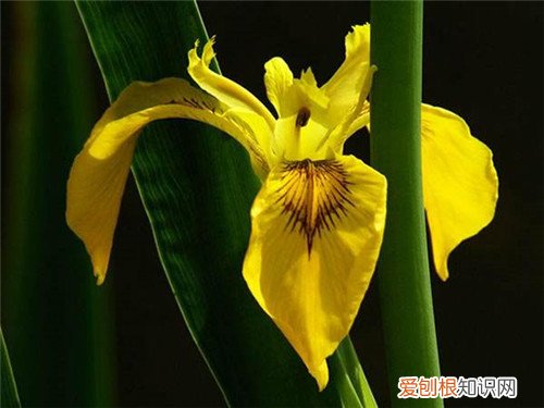 黄菖蒲的繁殖方法及栽培技术 黄菖蒲有什么药用价值