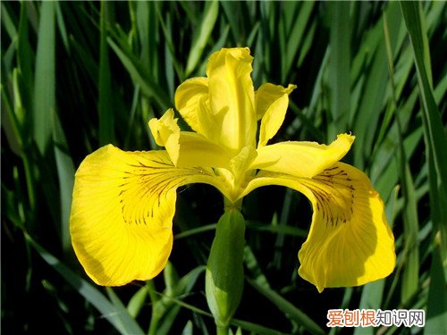 黄菖蒲的繁殖方法及栽培技术 黄菖蒲有什么药用价值