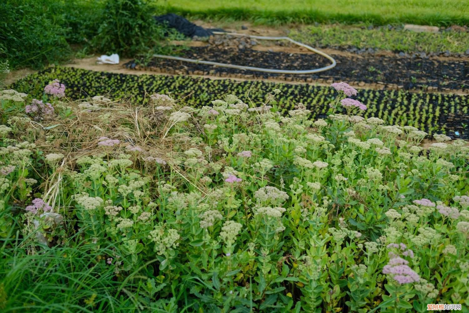 姜发芽了可以种盆栽吗 姜发芽了怎么种盆栽