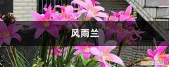 盆栽风雨兰 好一朵美丽的“风雨兰”，家里养一盆，1年就能“花满盆”