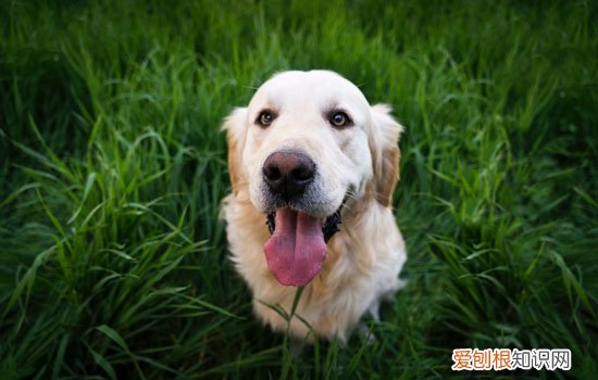 金毛什么时候可以配种 金毛12月龄可以配种