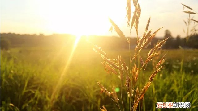 阳台上不能养的3种植物 这3种植株不能“晒”，你把它放阳台上养，不黄叶才怪！