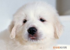 为什么很少人养大白熊犬 很少人养大白熊犬原因