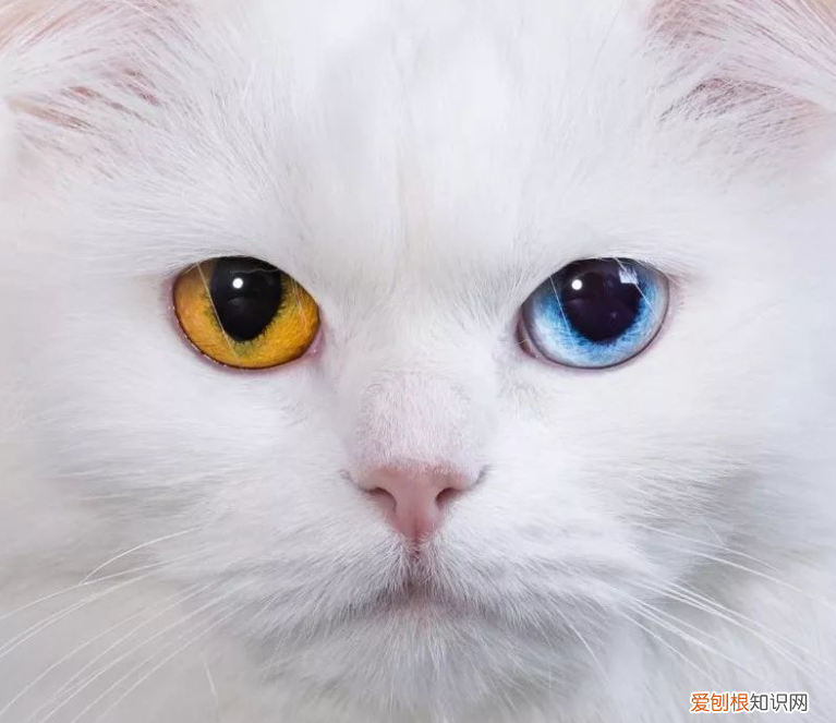 观察猫的眼睛，科普：猫咪的眼睛竟然如此奇妙，探寻猫眼里的线索秘密