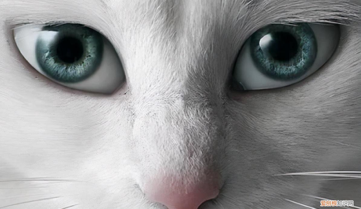 观察猫的眼睛，科普：猫咪的眼睛竟然如此奇妙，探寻猫眼里的线索秘密