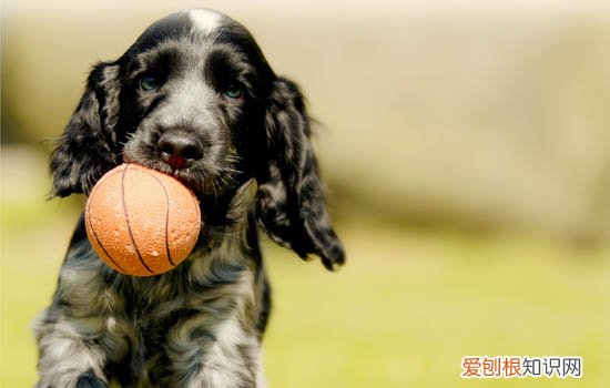 狗狗吃花生了会怎么样 狗狗吃花生了会有助健康