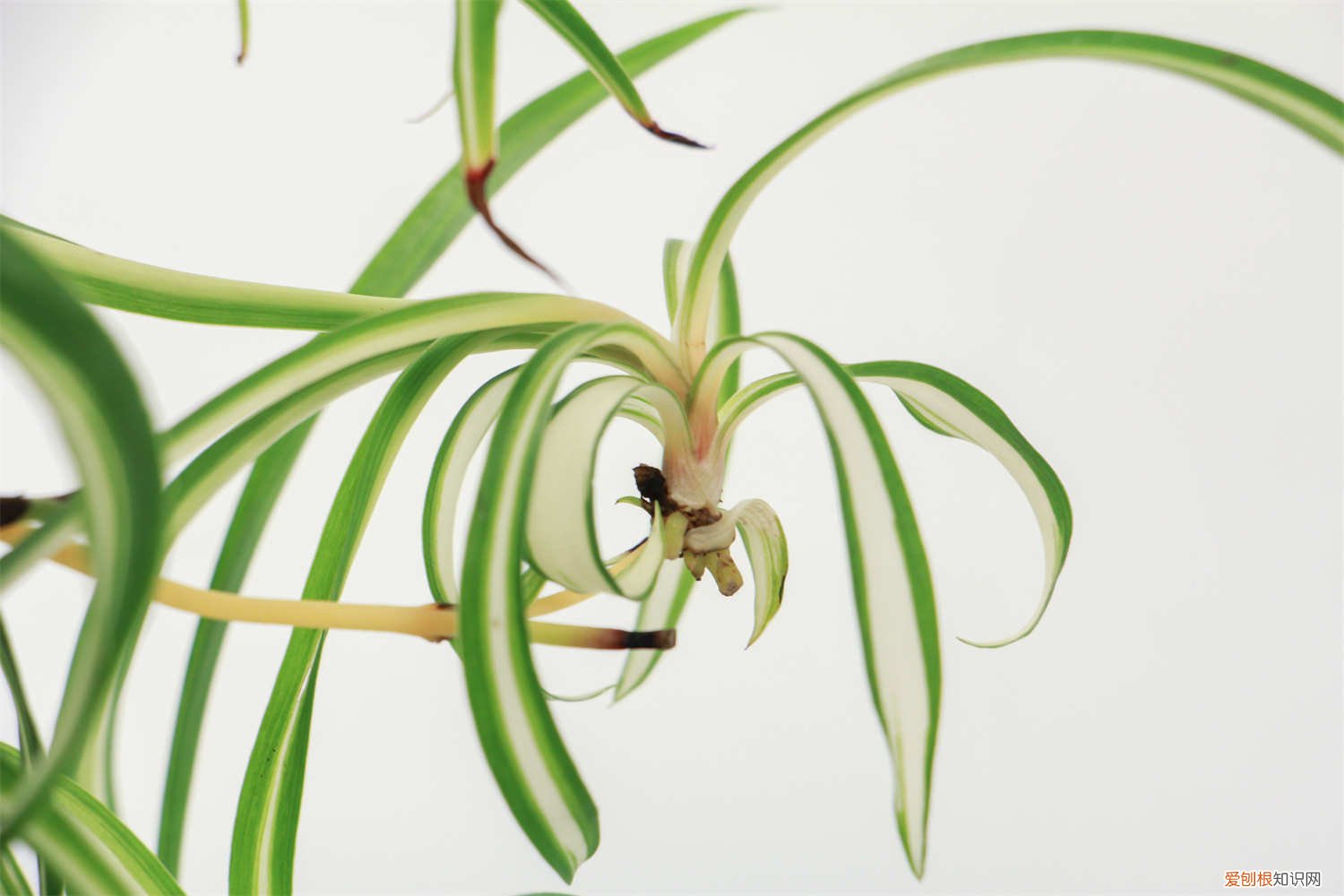 吊兰冬天开花正常吗 秋天养花就选“它”，一年到头能开花，比“吊兰”还好养!