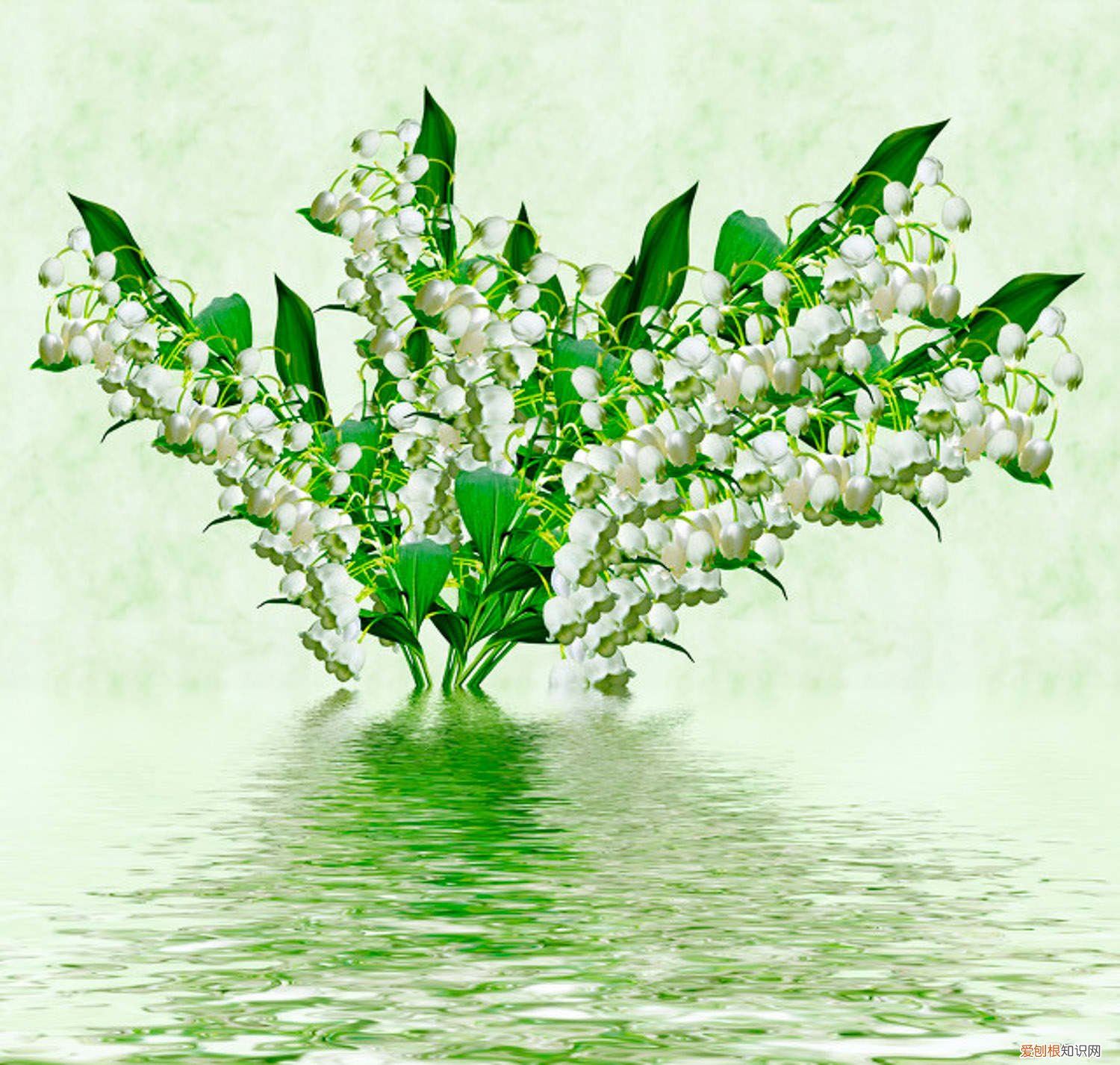 铃兰的种植方法及花期 铃兰开花时间，花期如何养护