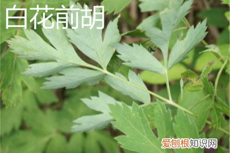 白花前胡和毛前胡的区别