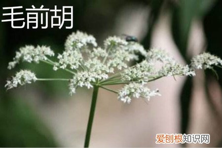 白花前胡和毛前胡的区别