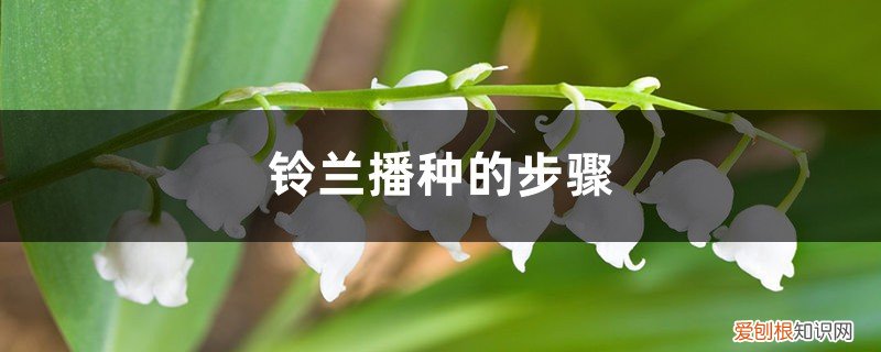 铃兰从播种到开花要多长时间 铃兰播种的步骤,播种时间在什么时候
